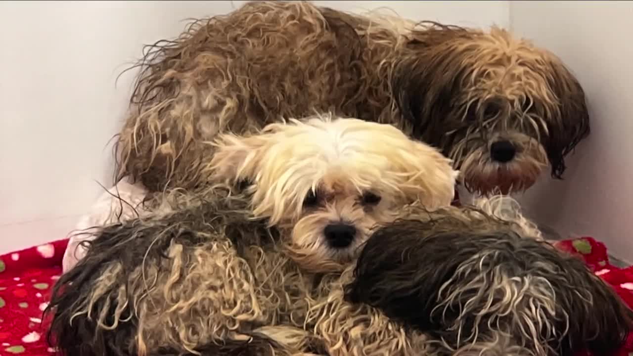 Nine dogs found roaming in Martin County. 