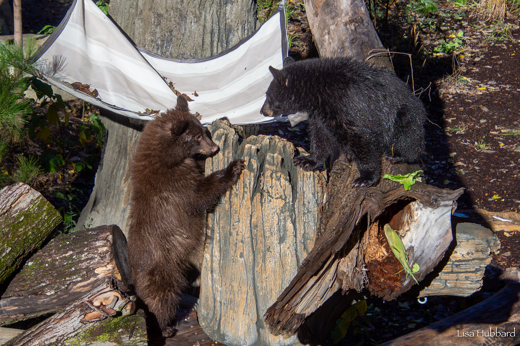 black bears cincinnati zoo
