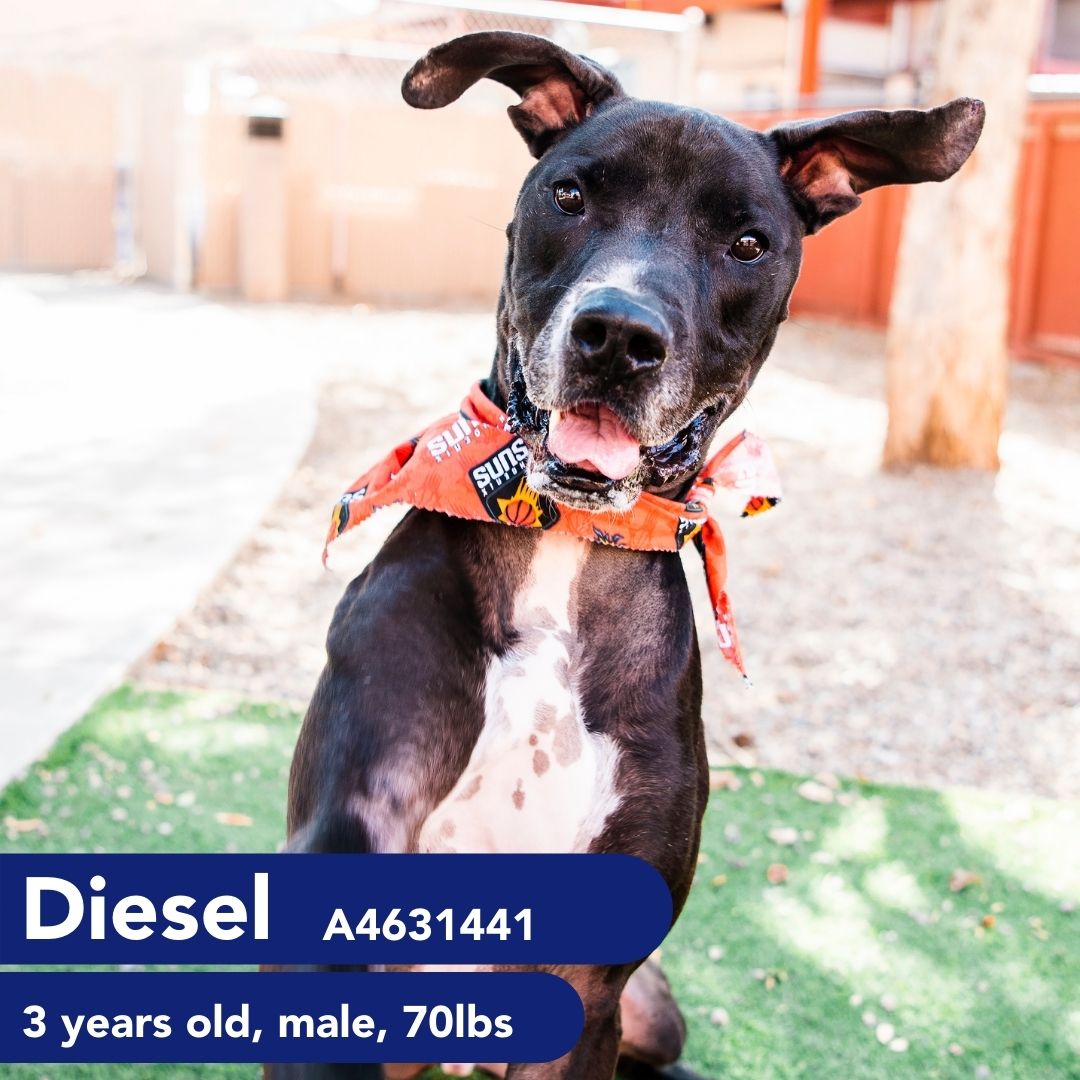 Diesel A4631441.jpg