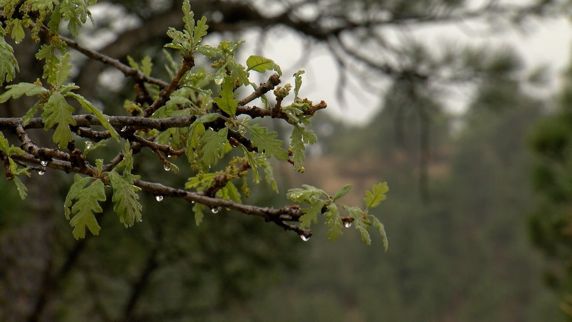 Southern Co. storm impacts on drought concerns and high fire danger.jpg
