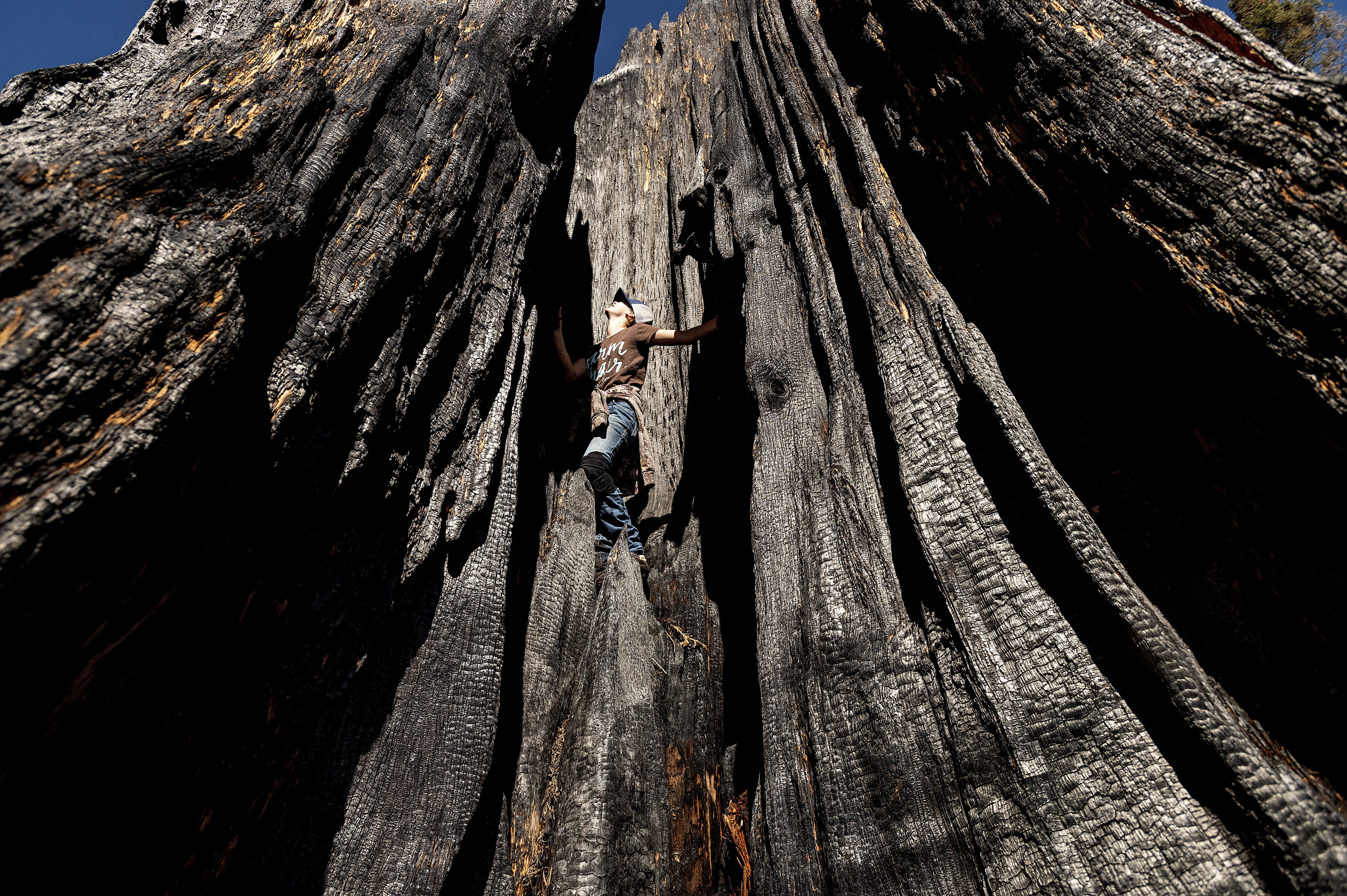 Giant Sequoias Killed