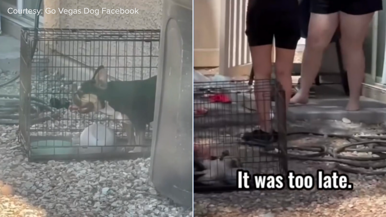 Dog owner arrested for leaving pet out during Extreme Heat Warning