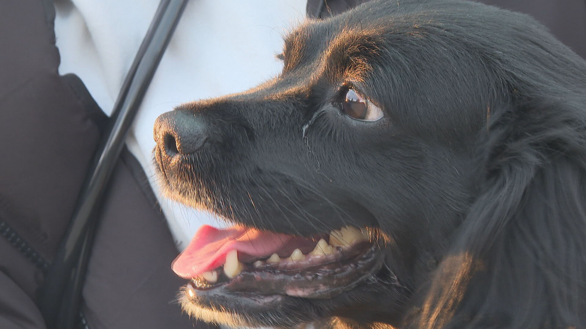 10P pkg NIKKI_ PAWster animal adoption group.transfer_frame_373.jpeg