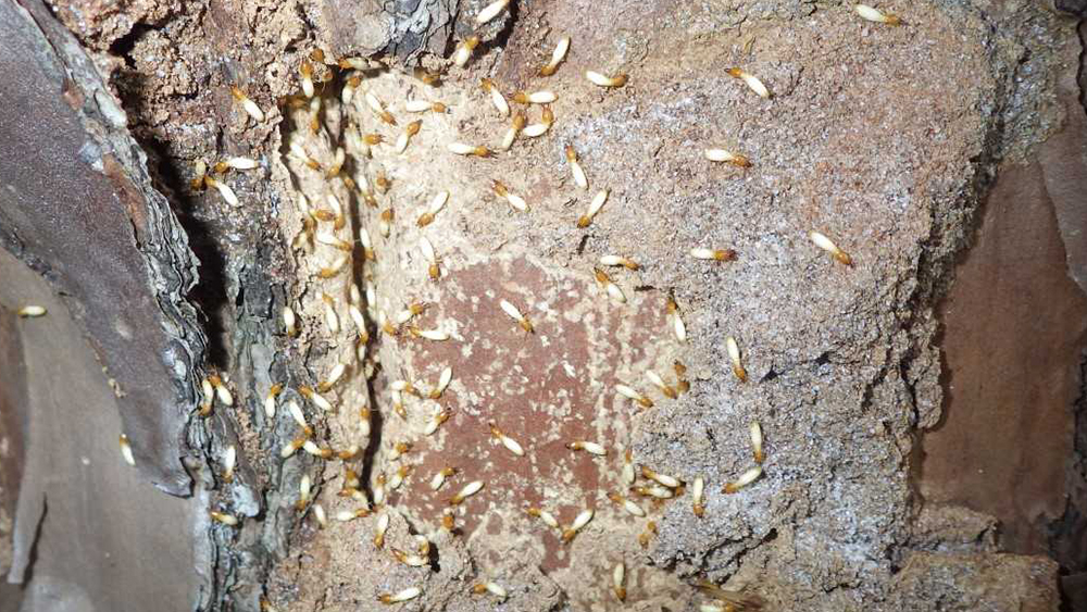 WPTV-TERMITES-TREES.jpg