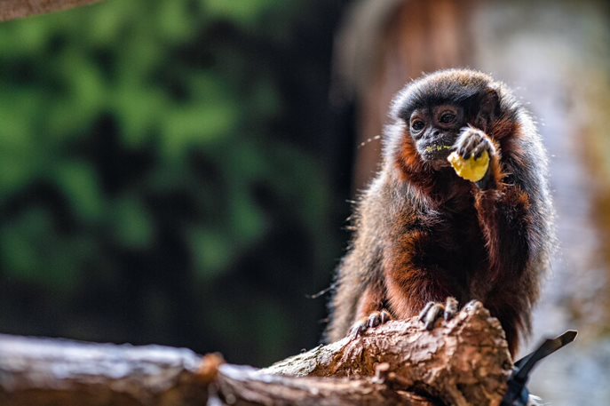 Cinnamon the coppery titi monkey